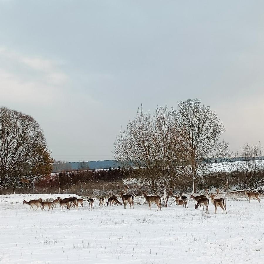 Smocze Ranczo 2 Villa Ośno Lubuskie Dış mekan fotoğraf